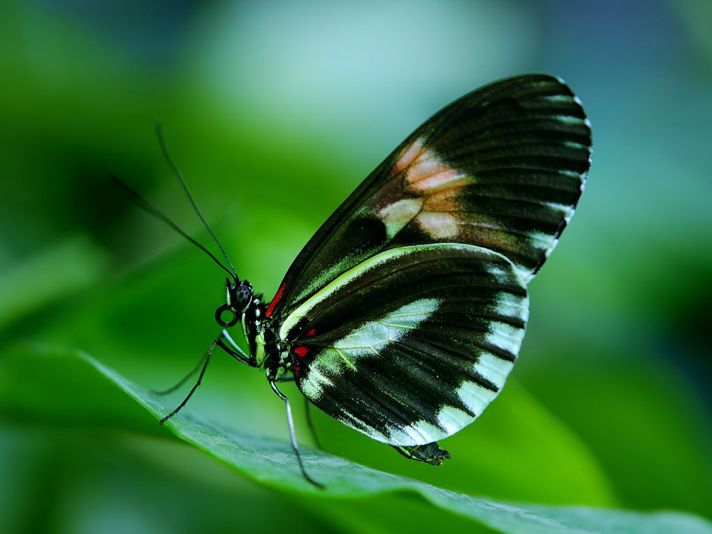 Nahaufnahme von einem Schmetterling auf einem grünen Blatt