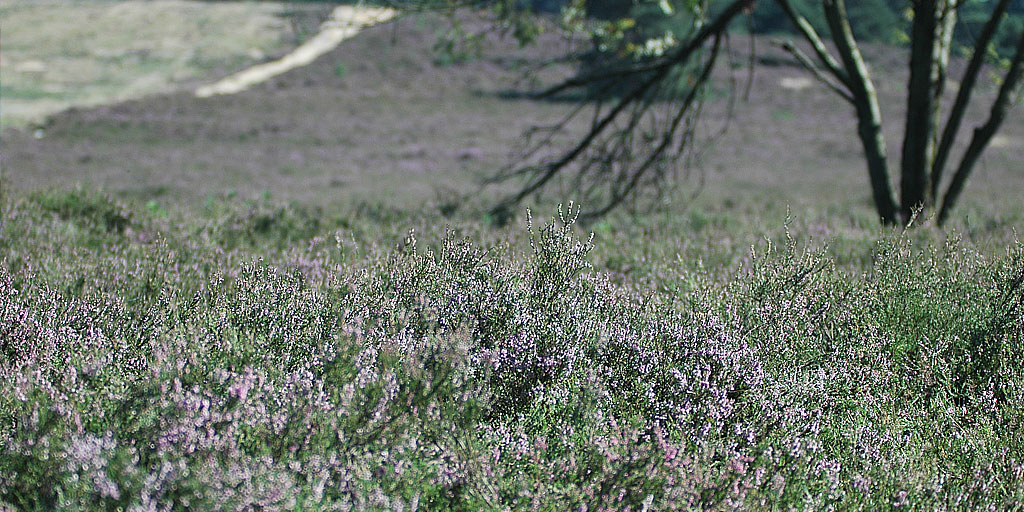 Blühende Heide