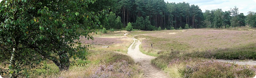 Blick über die Heidefläche mit einem Weg 