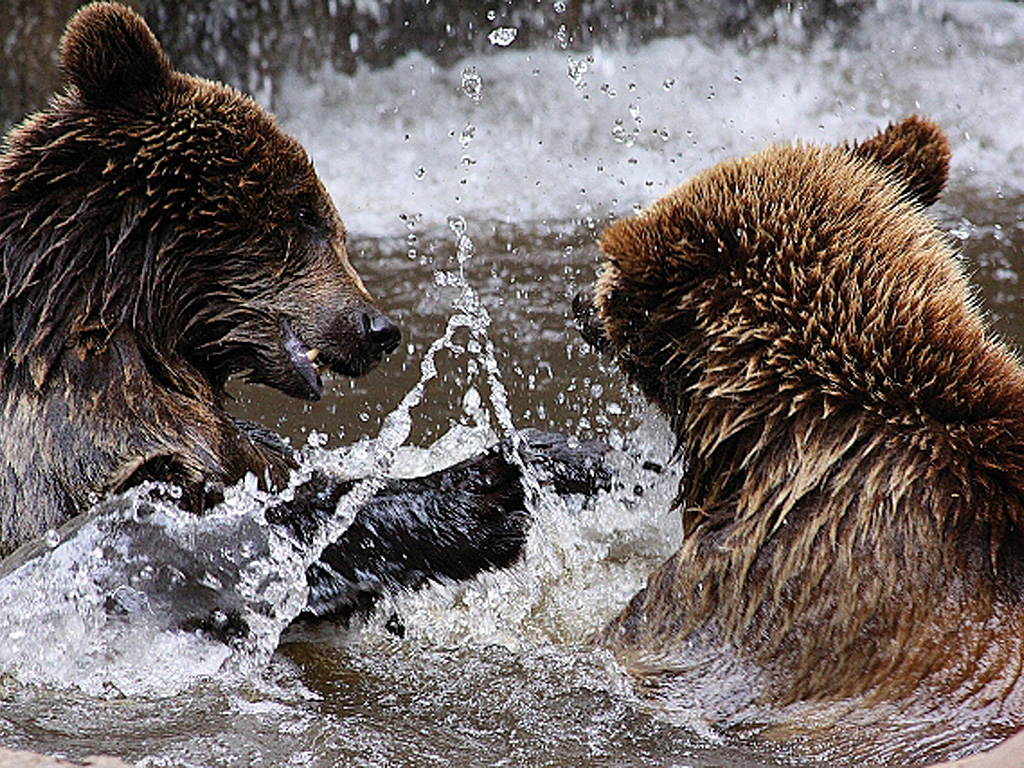 Zwei braune Bären spielen im Wasser