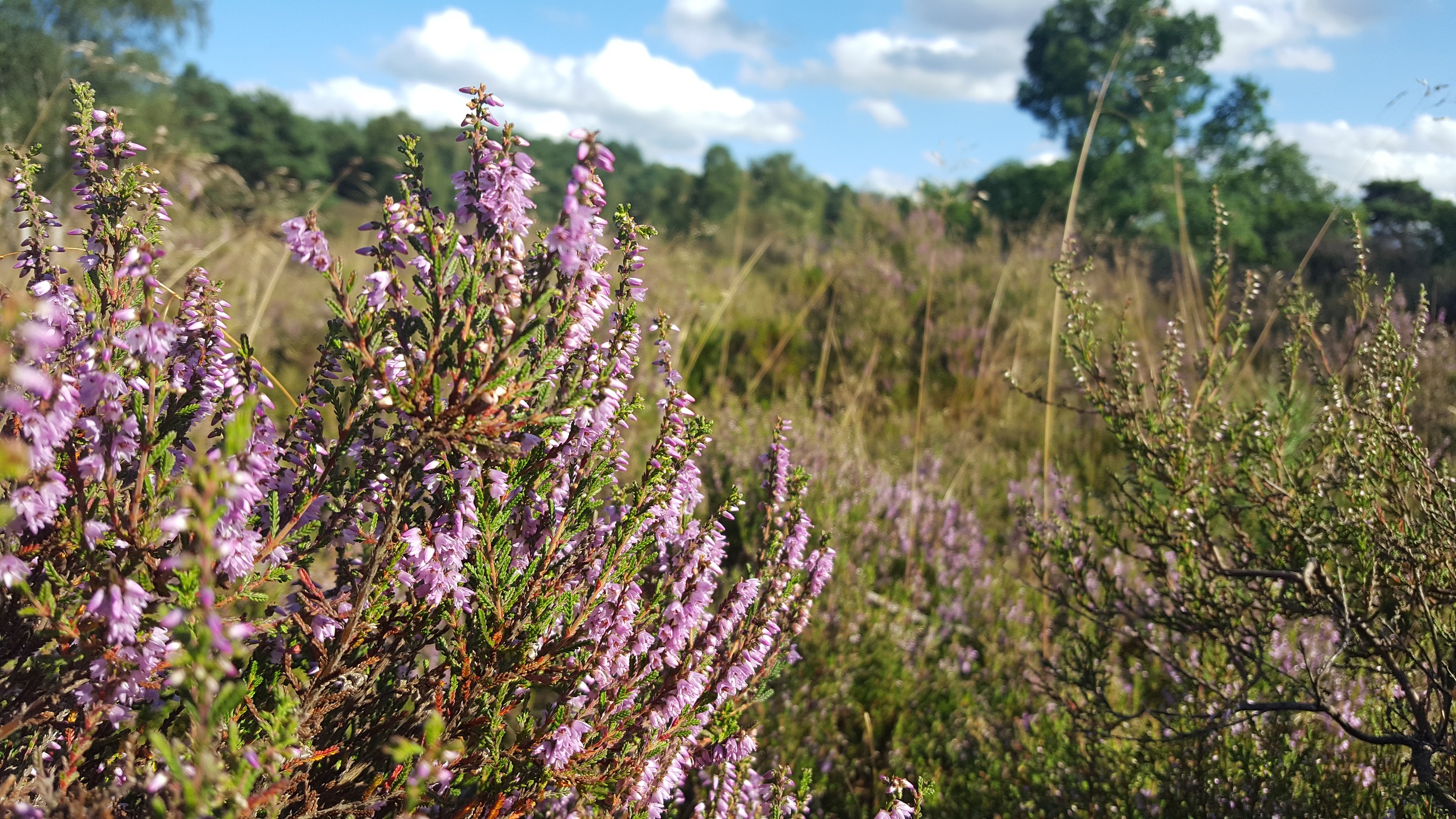 Fischbeker Heide