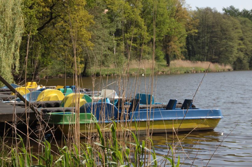 Schwäne neben einer Parkbank am Appelbecker See