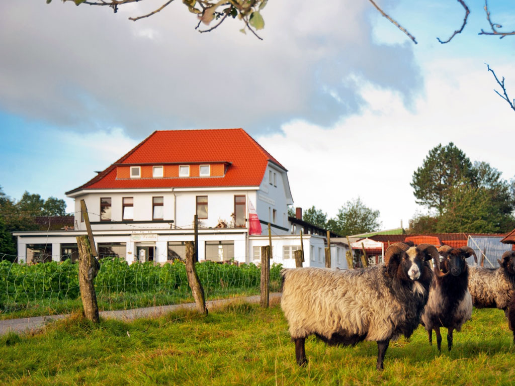 Großes weißes Haus mit rotem Dach in ruhiger Lage und Heidschnucken davor auf einer Wiese