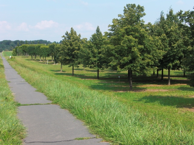 Einladende Wander- und Radweg bei Sottorf durch grüne Wiesen und Bäume