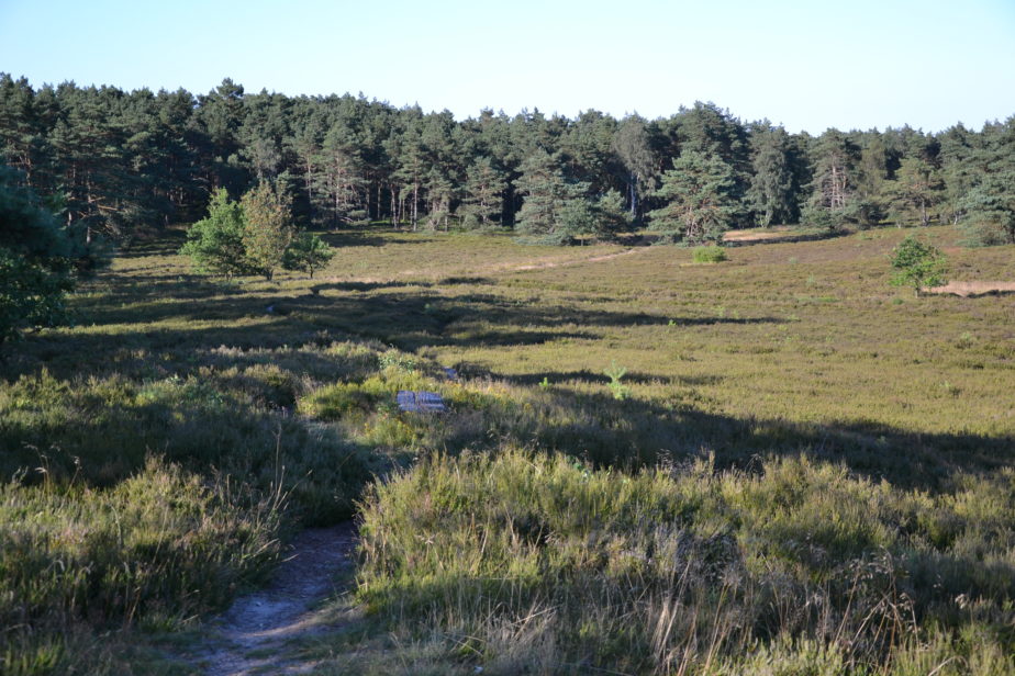 Die Heidefläche mit dem Nadelwald im Hintergrund