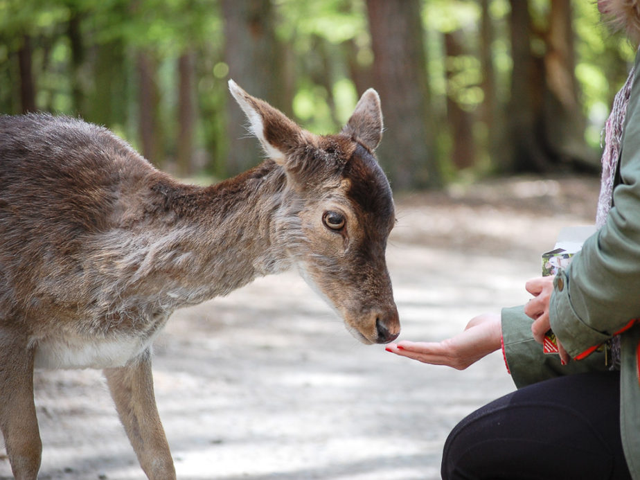 Eine Frau hält eine Hand mit Futter vor die Schnauze eines Damwilds