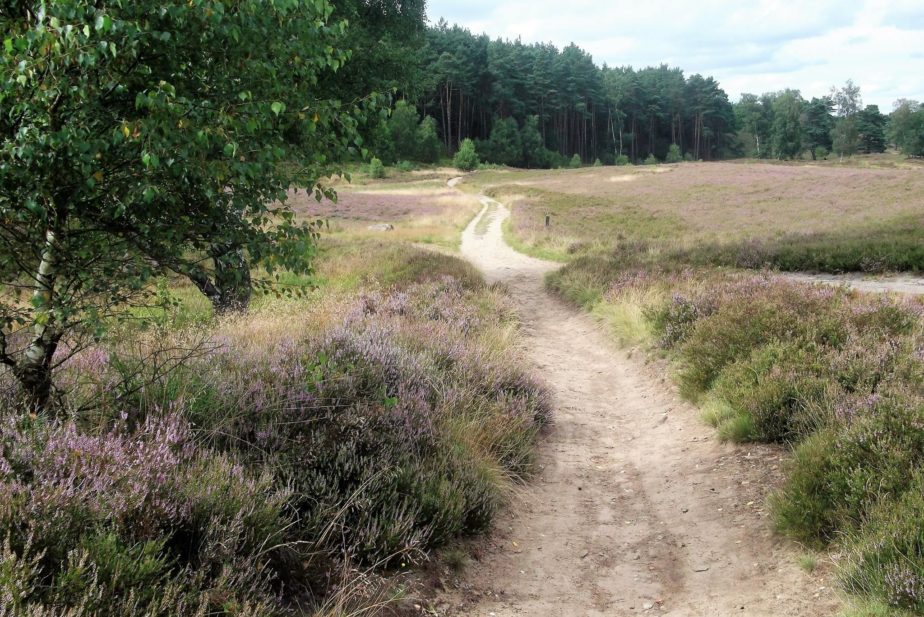 Weg durch die Heide mit Nadelwald im Hintergrund