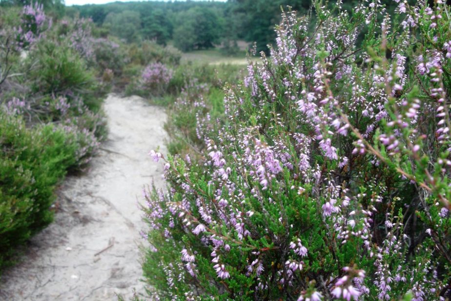 Blühende Heide