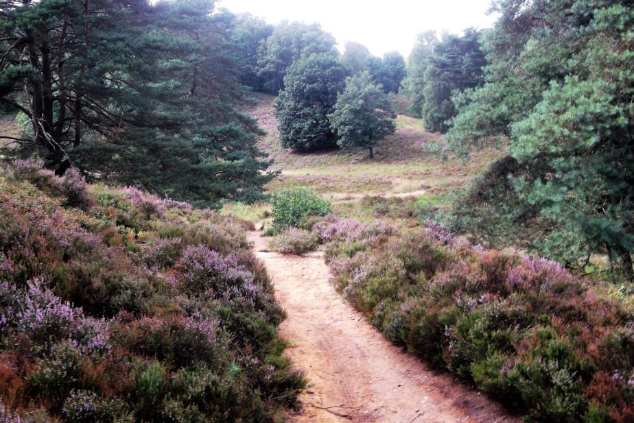 Kleiner Sandweg durch die Fischbeker Heide links und rechts vom Weg lila Heidebüsche.