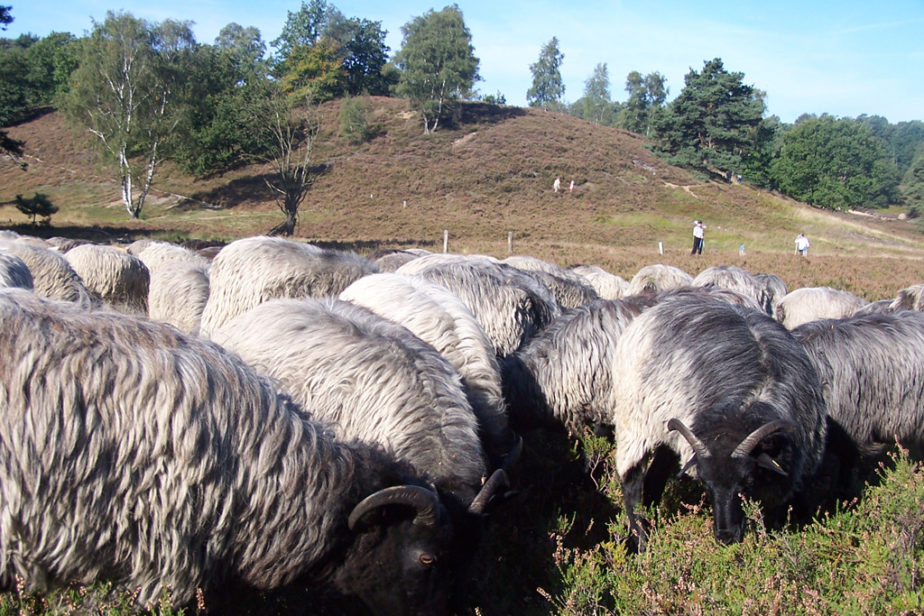 Heidschnucken in der Heide und ein Hügel im Hintergrund