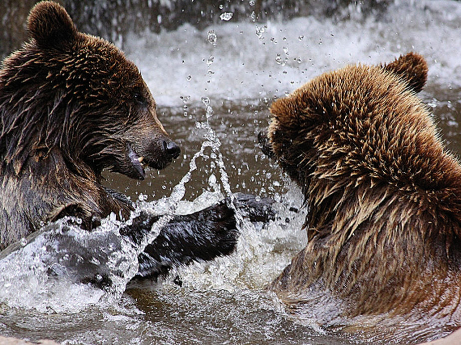 Zwei Bären soielen und toben im Wasser