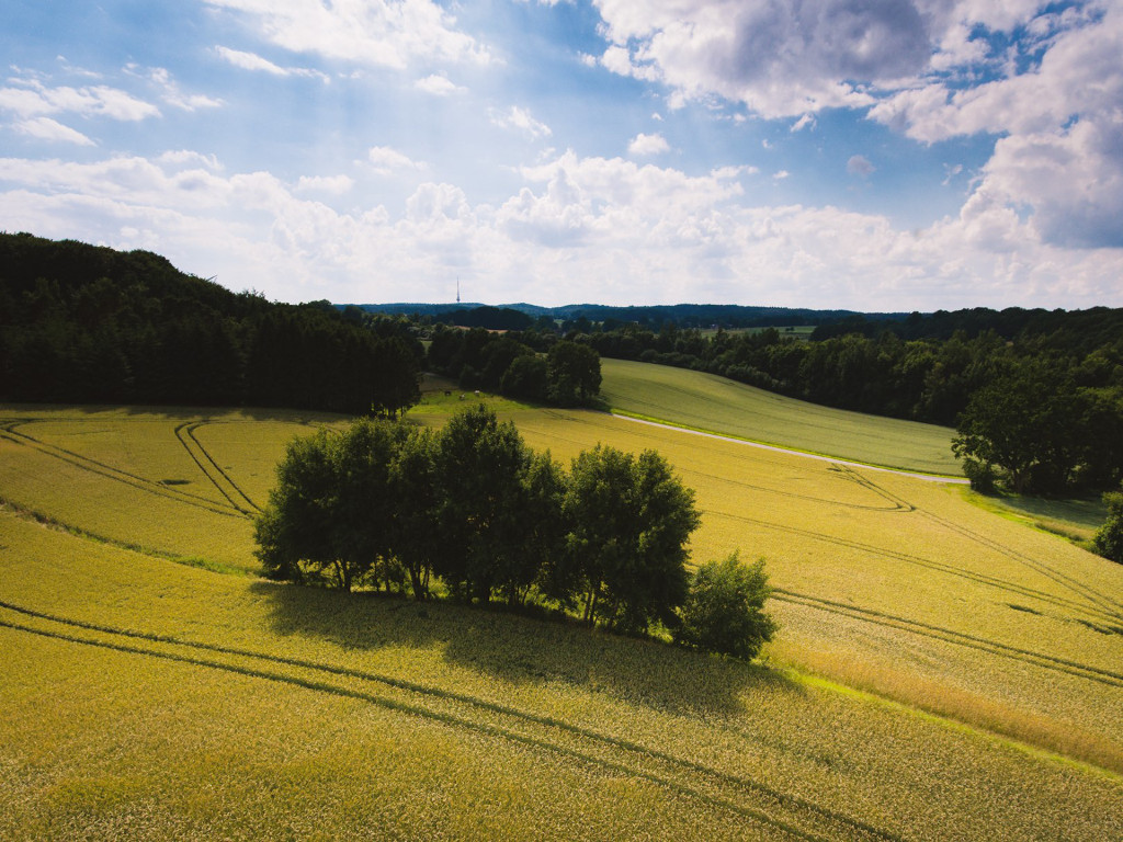 Luftaufnahme eines leuchtend gelben Rapsfeldes mit einem Feldgehölz