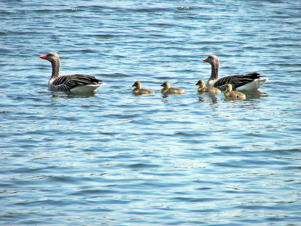 Entenfamilie auf dem Teich