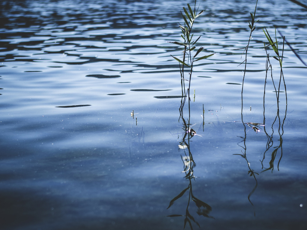 Wasseroberfläche mit Schilf